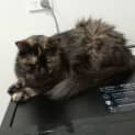 Photo of Tinkerbell