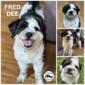 Photo of Fred Dee 