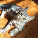 Photo of Rosemary