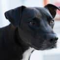Photo of Monty