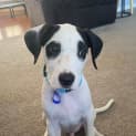 Photo of Roger 10 Week Old Bull Arab X (Trial)