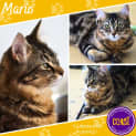 Photo of Mario