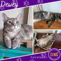 Photo of Dewey