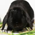 Photo of Babbitty Rabbitty 295