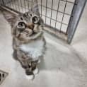 Photo of Oskar