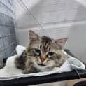 Photo of Oskar