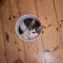 Photo of Flint