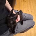 Photo of Zephyr