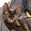 Photo of Zephyr