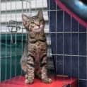 Photo of Chad **2nd Chance Cat Rescue**