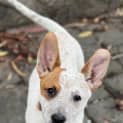 Photo of Honeycrisp 