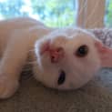 Photo of Ember