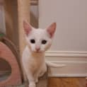Photo of Ember