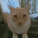 Photo of Archie