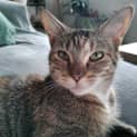 Photo of Juno