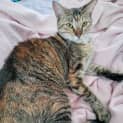 Photo of Juno