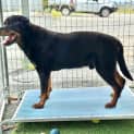Photo of Cruiser