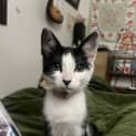 Photo of Penny