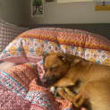 Photo of Banoffee
