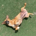 Photo of Banoffee