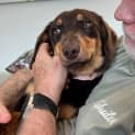 Photo of Truffle