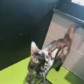 Photo of Cinnamon