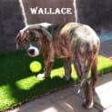 Photo of Wallace
