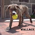 Photo of Wallace