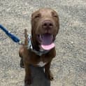 Photo of Choco