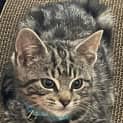 Photo of Echo ** 2nd Chance Cat Rescue**