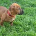 Photo of Cinnabar
