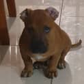 Photo of Cinnabar