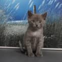 Photo of Gigi