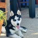 Photo of Lumi (Was Enzo)