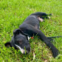Photo of Ripley