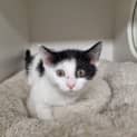 Photo of Gemini
