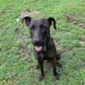 Photo of Buddy
