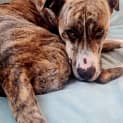 Photo of Roxy
