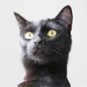 Photo of Laszlo