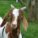 Photo of George Mini Boar Goat