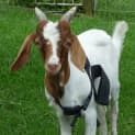 Photo of George Mini Boar Goat