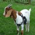 Photo of George Mini Boar Goat
