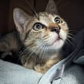Photo of Tigger