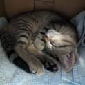 Photo of Tigger