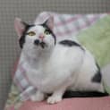 Photo of Puss Puss **2nd Chance Cat Rescue**