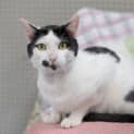 Photo of Puss Puss **2nd Chance Cat Rescue**
