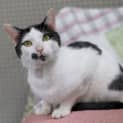Photo of Puss Puss **2nd Chance Cat Rescue**