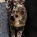 Photo of Cinnamon