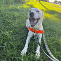 Photo of Pepper Jack