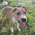 Photo of Comet